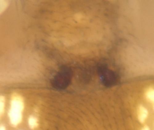 Metellina segmentata