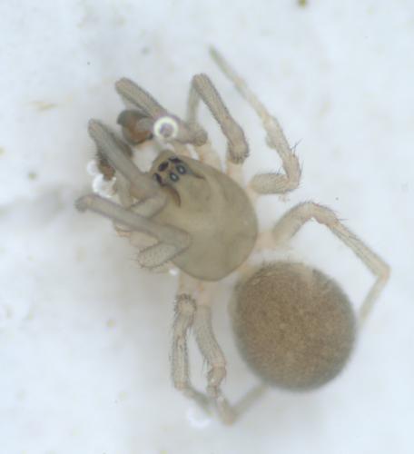 Monocephalus sp.