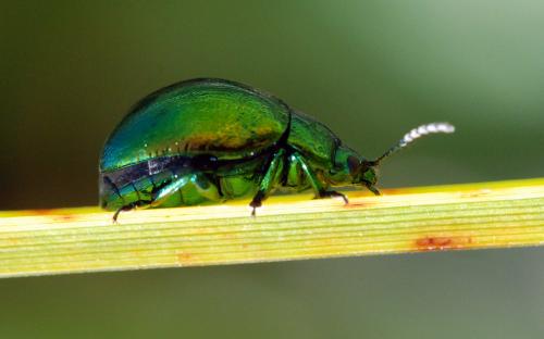 Chrysolina herbacea