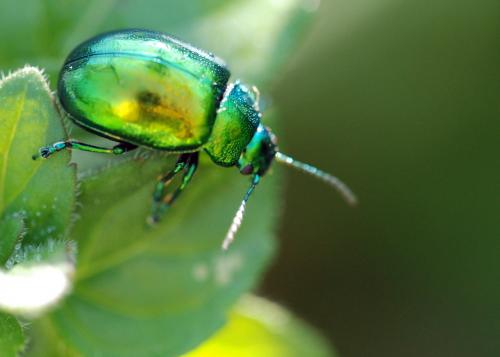 Chrysolina herbacea