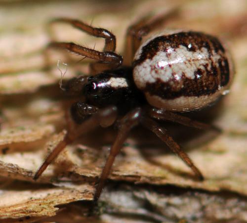 Réf. 51 555 : Hypsosinga albovittata