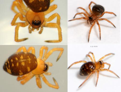 Euryopis flavomaculata