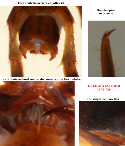 Réf. 51 771 : Lithobius dentatus