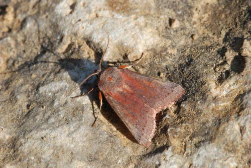 Agrochola haematidea