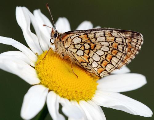 Réf. 51 355 : Melitaea sp.