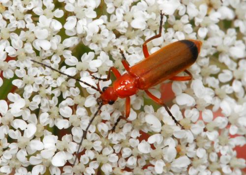 Réf. 51 854 : Rhagonycha fulva