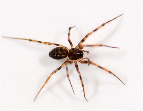 Réf. 51 137 : Lepthyphantes minutus