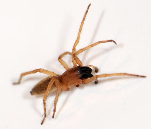 Réf. 51 009 : Clubiona phragmitis