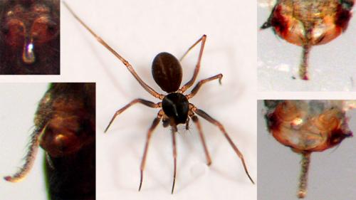 Réf. 51 097 : Diplostyla concolor
