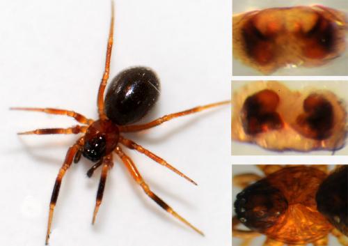 Réf. 51 522 : Walckenaeria atrotibialis