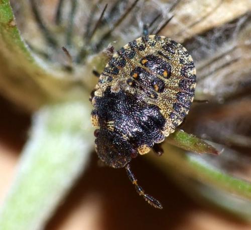Pentatoma rufipes