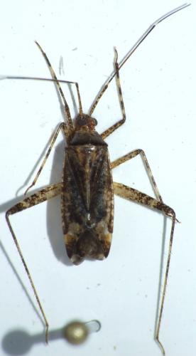 Phytocoris intricatus