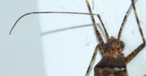 Phytocoris intricatus