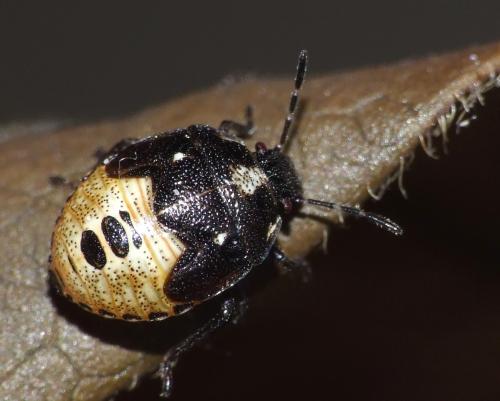 Stagonomus venustissimus