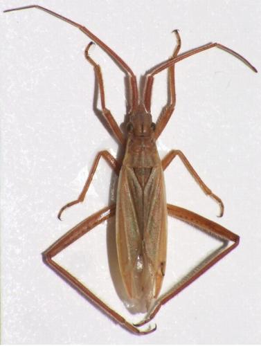 Notostira elongata