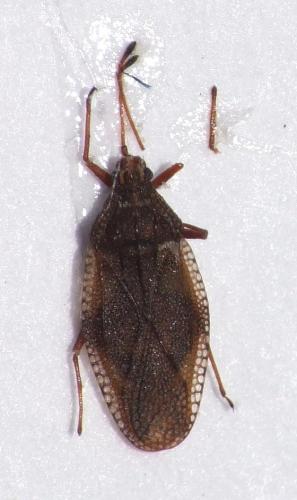 Physatocheila harwoodi