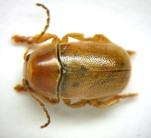 Réf. 51 237 : Cryptocephalus pini