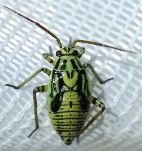 Brachycoleus decolor
