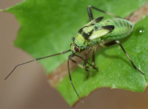 Réf. 51 827 : Calocoris alpestris