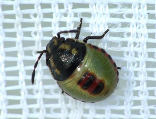 Piezodorus lituratus