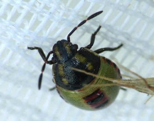 Piezodorus lituratus