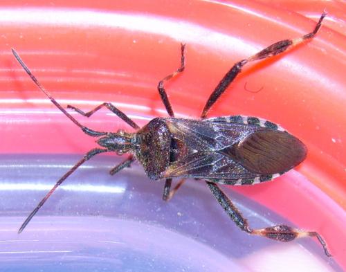 Leptoglossus occidentalis