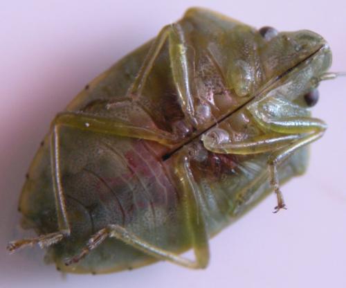 Acrosternum heegeri