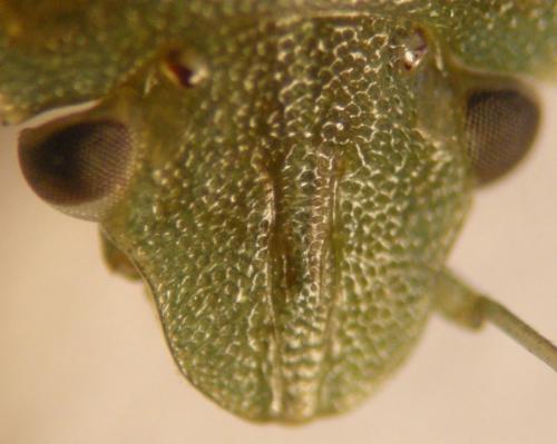 Acrosternum heegeri