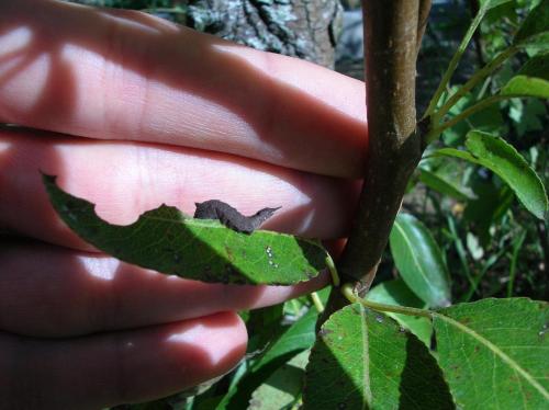 Cilix sp.