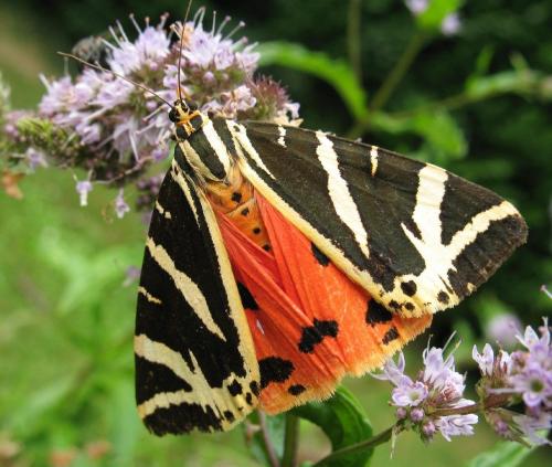 Euplagia quadripunctaria