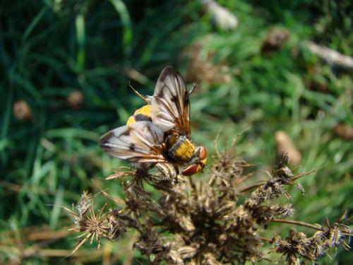 Ectophasia crassipennis