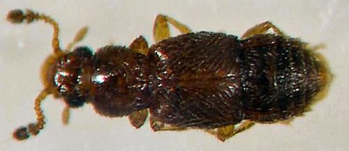 Edaphus lederi