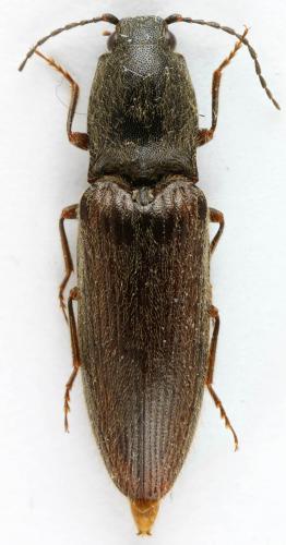 Réf. 51 473 : Athous haemorrhoidalis