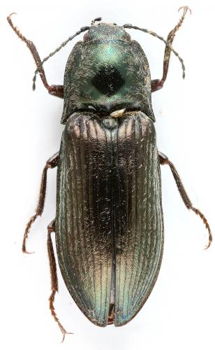 Selatosomus latus