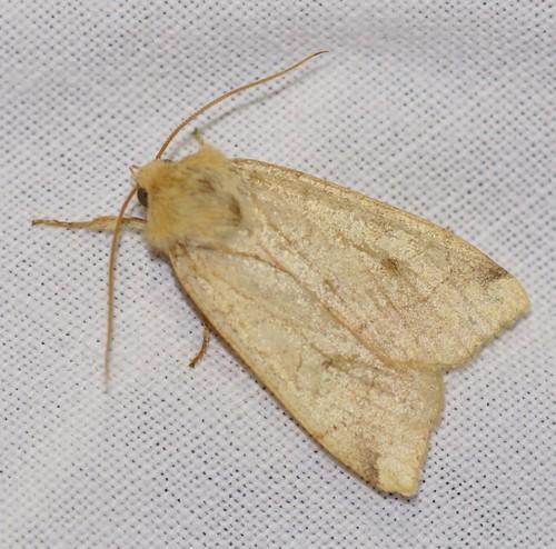 Enargia paleacea