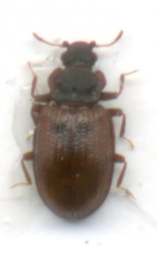 Enicmus atriceps