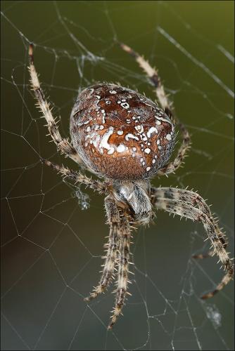 Araneus diadematus