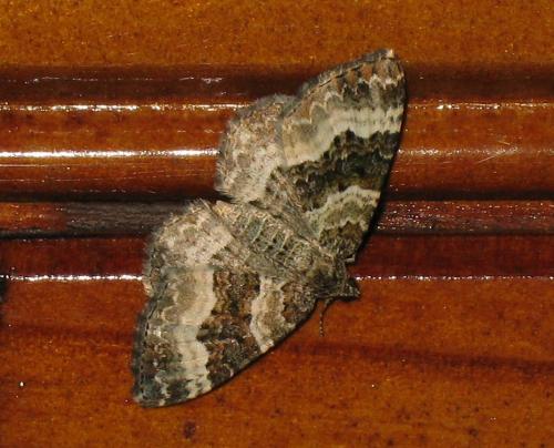 Epirrhoe alternata