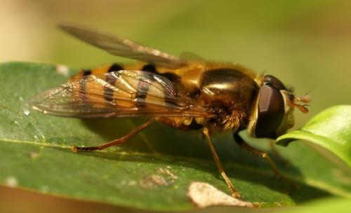 Epistrophe melanostoma
