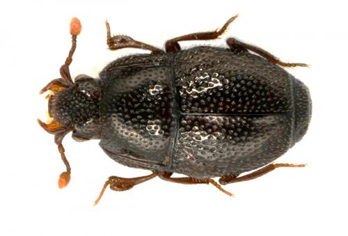 Réf. 51 961 : Eubrachium hispidulum