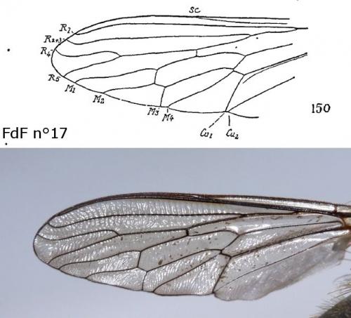 Réf. 51 713 : Stenopogon junceus