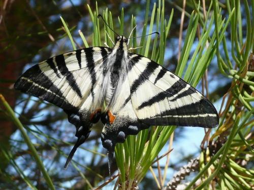 Iphiclides podalirius