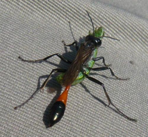Ammophila sabulosa