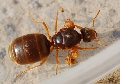 Réf. 51 175 : Lasius sp.