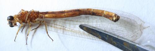 Réf. 51 138 : Myrmeleon bore