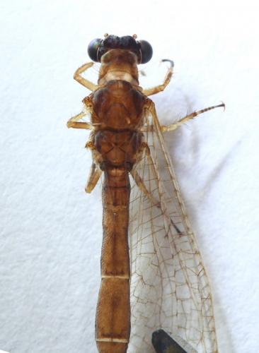 Réf. 51 156 : Myrmeleon bore