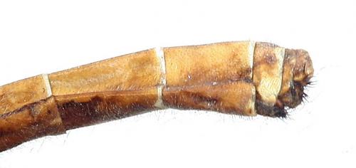 Réf. 51 157 : Myrmeleon bore