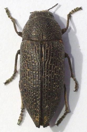 Réf. 51 956 : Psiloptera mimosae