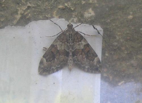 Thera sp.