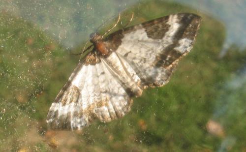 Réf. 51 505 : Melanthia procellata